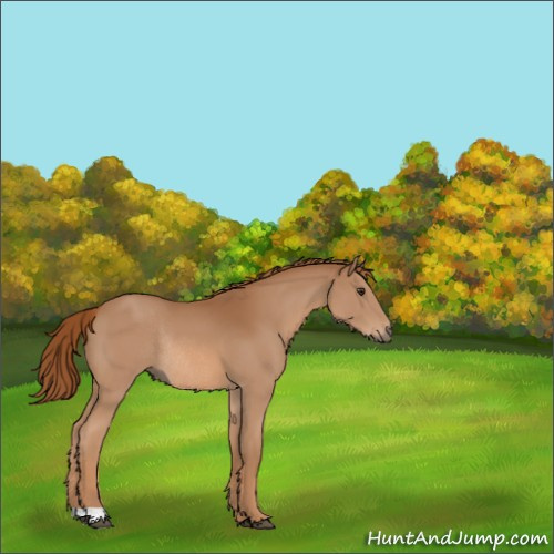 Horse Color:Chestnut Rabicano 