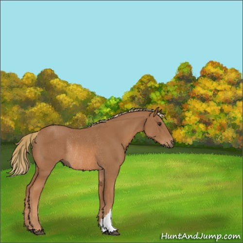 Horse Color:Chestnut Rabicano 