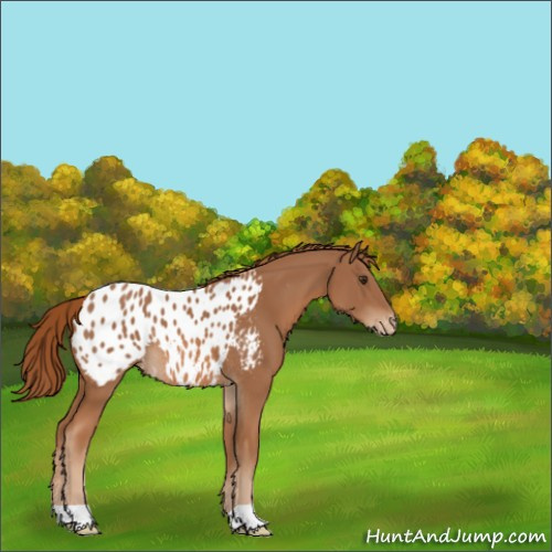Horse Color:Chestnut Appaloosa Rabicano 