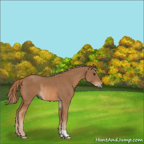 Horse Color:Chestnut Rabicano 