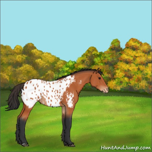Horse Color:Bay Appaloosa 