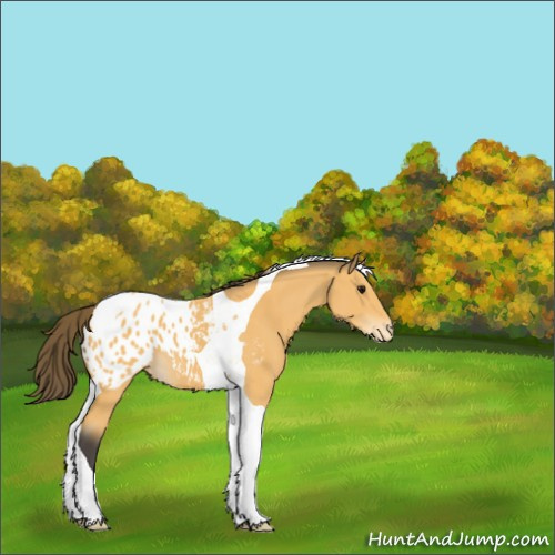 Horse Color:Buckskin Tobiano Appaloosa 