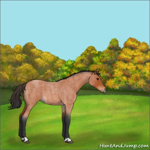 Horse Color:Bay Roan