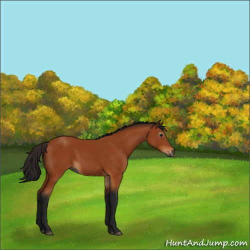 Horse Color:Gray Bay 