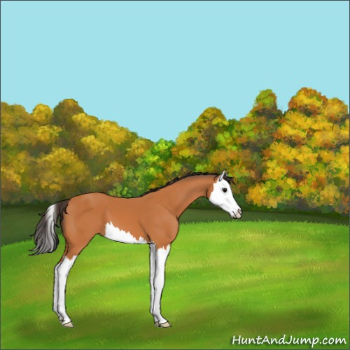 Horse Color:Bay Splash 