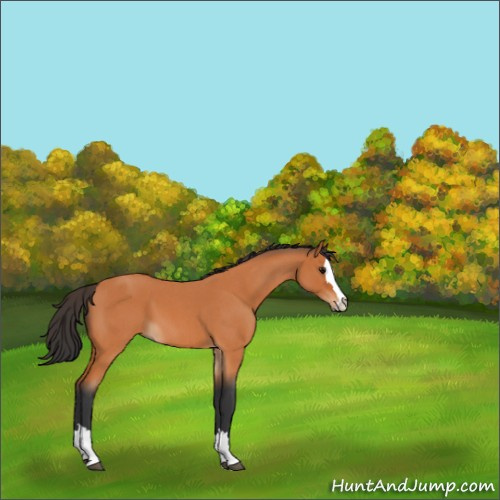 Horse Color:Bay Roan Splash 