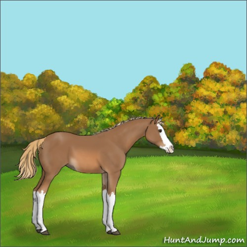 Horse Color:Chestnut Splash 