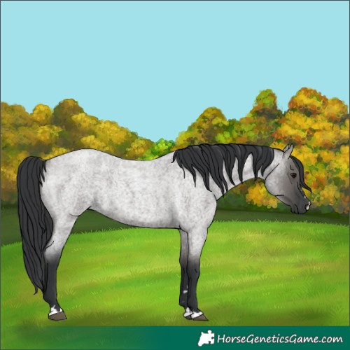 Horse Color:Grullo Roan