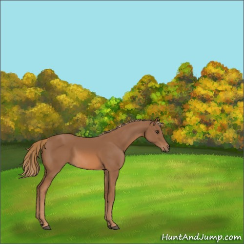 Horse Color:Chestnut 