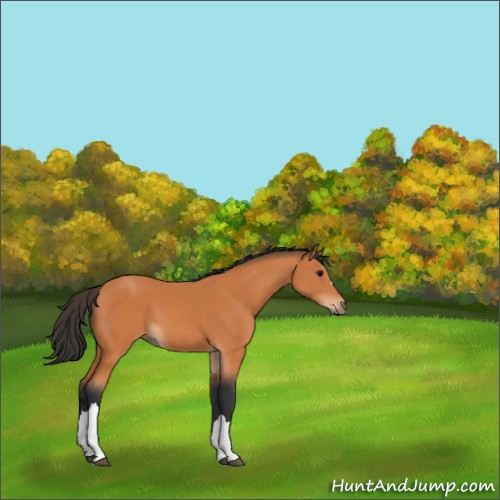 Horse Color:Bay 