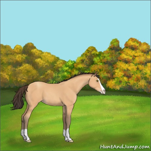 Horse Color:Amber Champagne Splash 