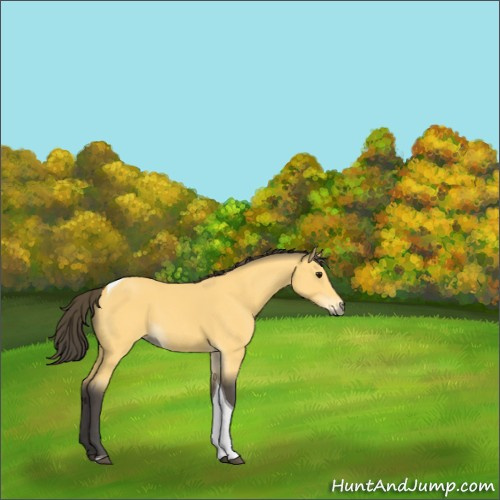 Horse Color:Buckskin Tobiano