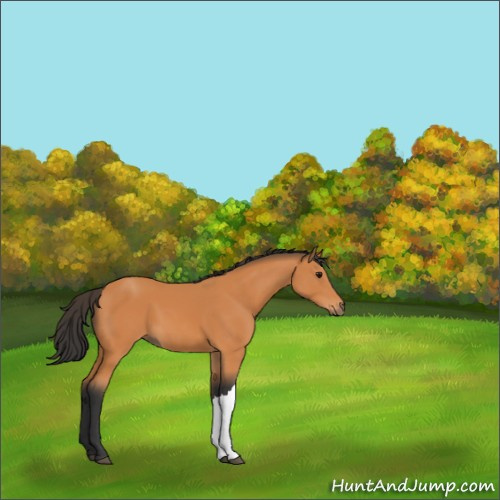 Horse Color:Bay 