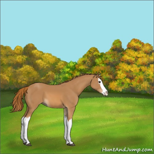 Horse Color:Chestnut Splash 