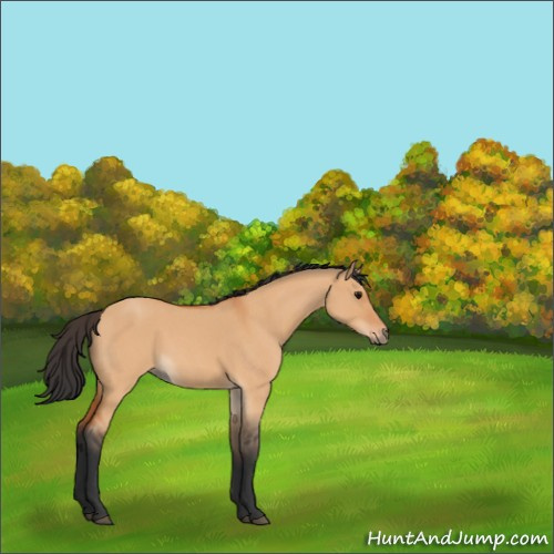 Horse Color:Bay Roan Dun