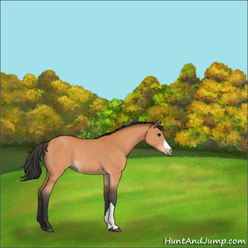 Horse Color:Bay Rabicano 