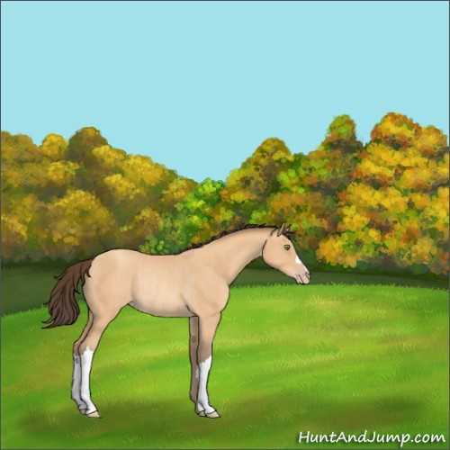 Horse Color:Amber Champagne Rabicano 