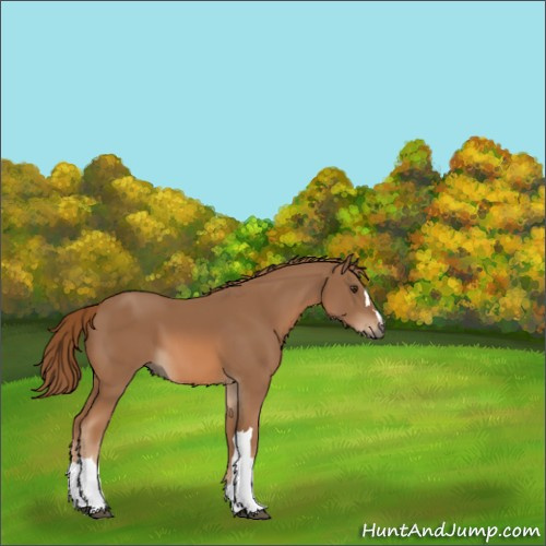 Horse Color:Chestnut 