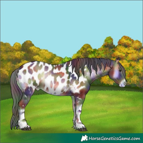 Horse Color:Nacre White Spotted Liver Red Onyx Appaloosa 