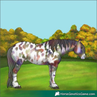 Horse Color:Nacre White Spotted Liver Red Onyx Appaloosa 
