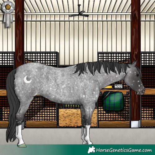 Horse Color:Blue Roan Appaloosa 