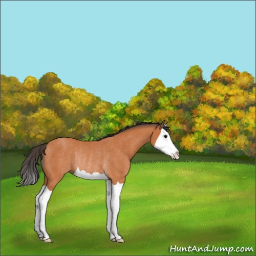 Horse Color:Bay Splash Rabicano