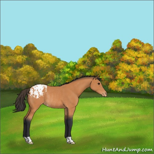 Horse Color:Bay Appaloosa Rabicano 