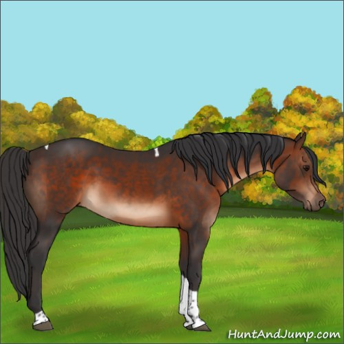 Horse Color:Brown Tobiano 