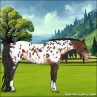 Horse Color:Brown Tobiano Appaloosa 