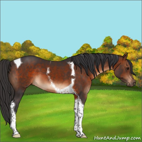 Horse Color:Brown Tobiano 
