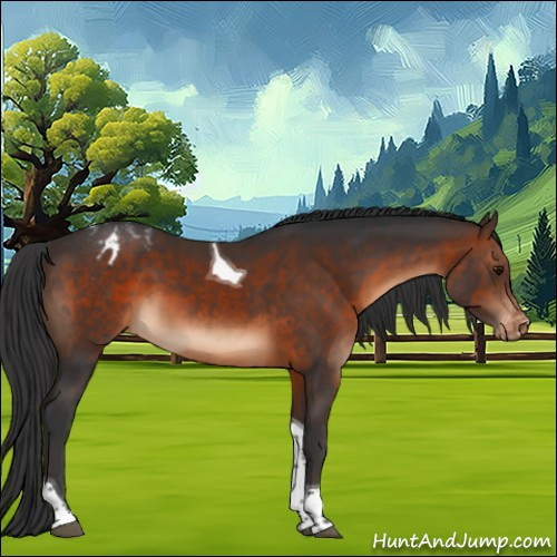 Horse Color:Brown Tobiano Appaloosa