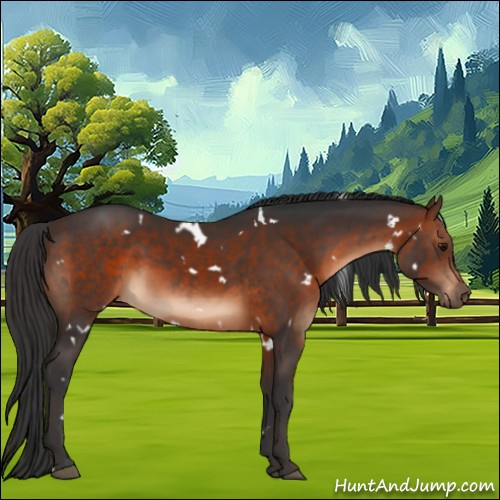 Horse Color:White Spotted Brown