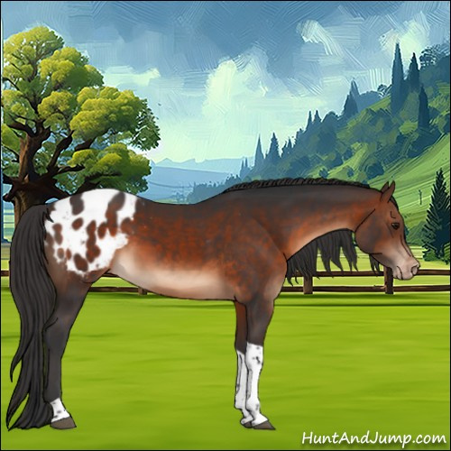 Horse Color:Brown Tobiano Appaloosa 