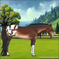 Horse Color:Brown Tobiano Appaloosa 
