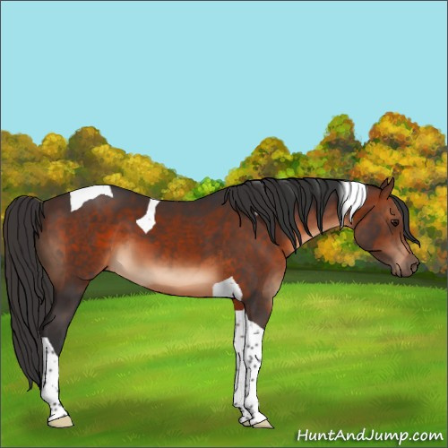 Horse Color:Brown Tobiano 