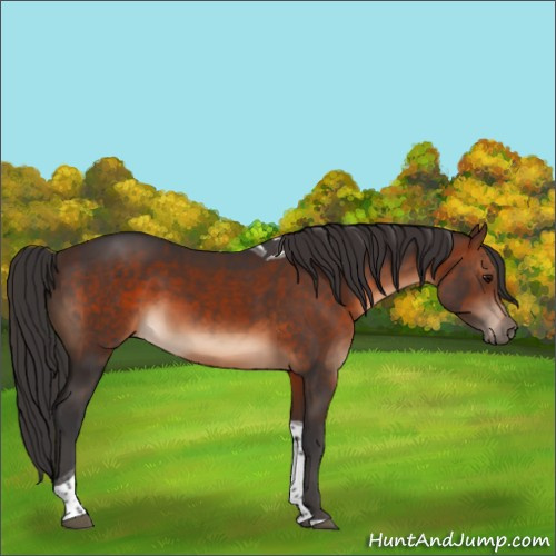 Horse Color:Brown Tobiano 