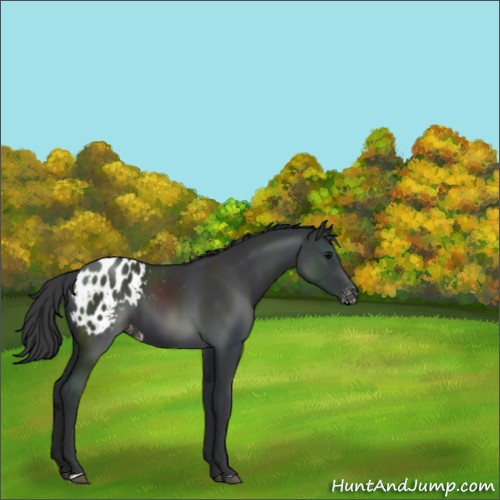 Horse Color:Black Appaloosa 