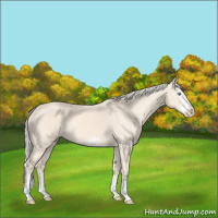 Horse Color:Cremello Splash  and Cremello Splash Frame 