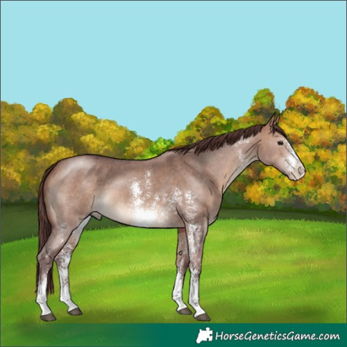 Horse Color:Chocolate Bay Dun Sabino 