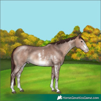 Horse Color:Chocolate Bay Dun Sabino 