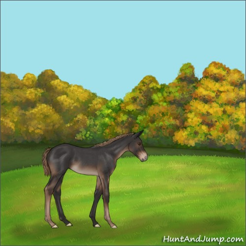 Horse Color:Liver Red Roan Rabicano 