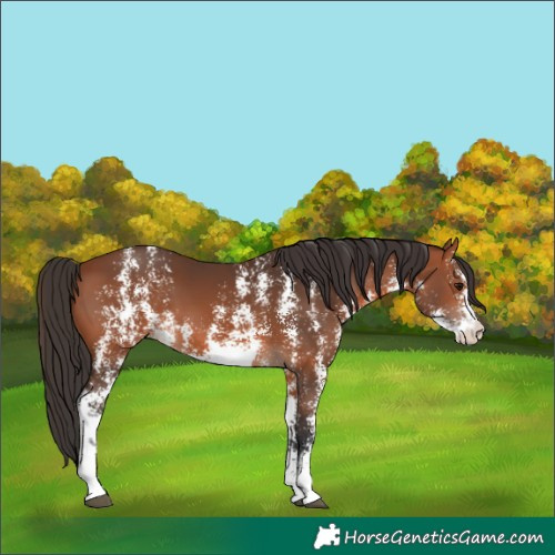 Horse Color:Bay Sabino 