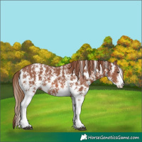 Horse Color:Chestnut Sabino 