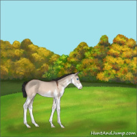 Horse Color:Brown Roan Dun Splash 