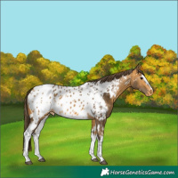 Horse Color:White Spotted Buckskin Near Leopard 
