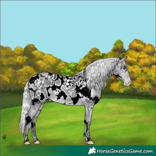 Horse Color:Silver Brown Chinchilla Splash Tobiano Appaloosa 