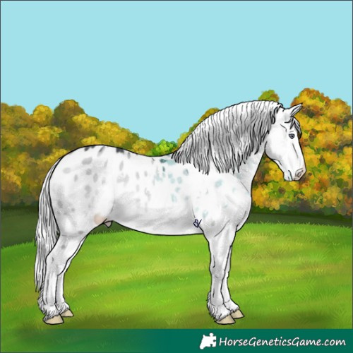 Horse Color:Silver Brown Chinchilla Dun Splash Appaloosa Rabicano 