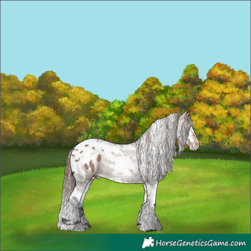 Horse Color:Bay Dun Splash Tobiano Appaloosa Rabicano 