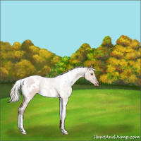 Horse Color:White Spotted Silver Bay Dun Appaloosa 