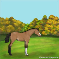 Horse Color:Gray Bay Dun